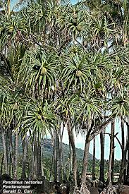 Image result for Pandanaceae