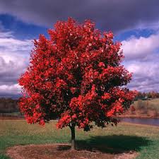 Forest service recognizes it as the most abundant native tree in eastern north america. October Glory Maple Tree On The Tree Guide At Arborday Org