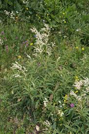 Image result for Fagopyrum snowdenii