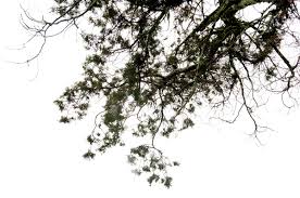 Image result for Juniperus procera