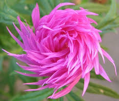 They seem to dance right off the page, screaming with colour and joy. Unique Flowers 22 Unusual Flowers Unique Flowers Beautiful Flowers