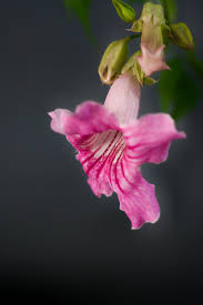 Image result for Podranea