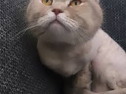 Satilik Kedi Ilanlari Ve Fiyatlari Kedi Sahiplendirme Ilanlari