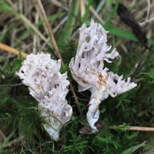 Image result for Clavulina cinerea
