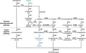 Cell walls are crucial for development, signal transduction, and disease resistance in plants. Frontiers Regulation Of Lignin Biosynthesis And Its Role In Growth Defense Tradeoffs Plant Science