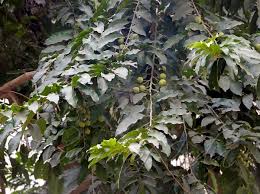 Image result for Putranjivaceae