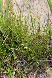 Image result for Eleocharis minuta