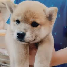 pin by melissa johnson on pupperonis shiba inu cute dogs cute puppies