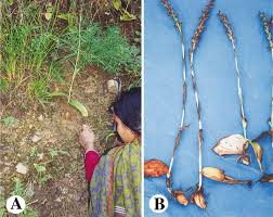 Image result for Satyrium amblyosaccos