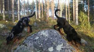 They can be aggressive toward other animals, are strong willed and require an owner who can take charge confidently. Beauceron Puppies Three Months Today Youtube