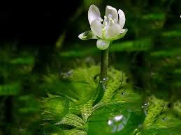 Image result for Aldrovanda