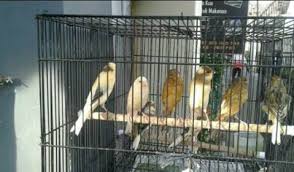 See full list on faunadanflora.com Analisa Usaha Ternak Kenari Sangkar Gantung 2021 Contoh Usaha Kecil Kecilan Dirumah