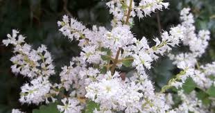 Image result for Tetradenia