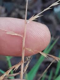 Image result for Trichoneura grandiglumis