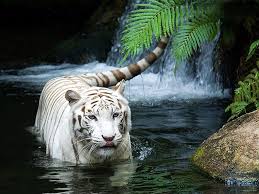Tiger And Lion Wallpapers Group 77 3952 viewsthree lions, family, rest. tiger and lion wallpapers group 77