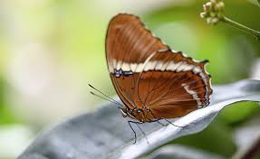 In england, in the world of myths, butterflies were believed to be the souls of people seeing an orange butterfly is believed to be a sign that joy and positivity is coming. Brown Butterfly Meaning And Symbolism