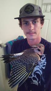 Bird flew into window, is now tired