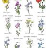 They're also known as wild flowers and species vary from state to state. 1