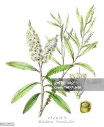 Image result for Melaleuca leucadendron