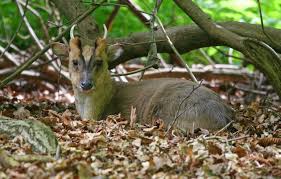 The males (bucks) are marginally larger than the females (does). Muntjac The Facts About Reeves Deer And Where To Find Them