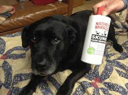 Do mothballs / ammonia repel skunks? How To Get Rid Of Skunks Forget About Them Forever Pestkilled