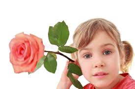 Sega di rosa immagine stock. Immagine di estate, inghilterra