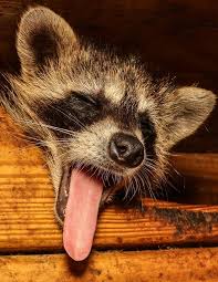 Mountain Vagabond Photo Fotografia Animal Animales Lindos Amo A Los Animales