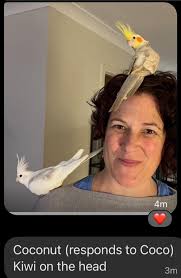 Lost black frenchie dog in North Sydney near church and playground