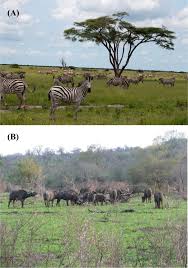 Image result for Loudetia kagerensis