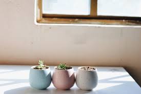 The first plant on our list of low light plants was named for its aesthetic resemblance to nests. Succulent Studios Blog Best Succulent Care Tips And Diy