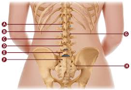 Bone science human diagram anchor chart human body health back skeleton. Lower Back Organs Anatomy Anatomy Drawing Diagram