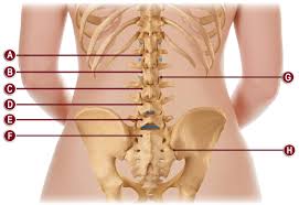 The muscles of the lower back help stabilize rotate flex and extend the spinal column which is a bony tower of 24 vertebrae that gives the. 2891 Lightweight Elastic Lumbosacral Support Otcbrace