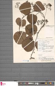 Image result for Trichopteryx marungensis