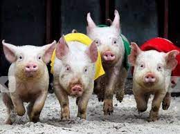 Experience the animals, rides, food, entertainment & more! The Adelaide Royal Show Pig Racing Said Previous Pinner Adelaide S Icons Barnyard Animals Animals Pig Races