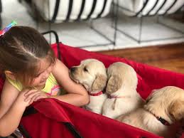 Maybe you would like to learn more about one of these? Texas Goldens Retrievers Home Facebook