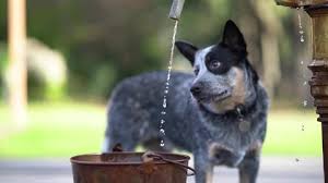 You might be familiar with the australian cattle dog breed by one of the other common names: Dog Drinking Water Stock Video Footage 4k And Hd Video Clips Shutterstock