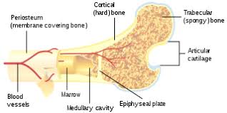 A cross section of a human long bone. File Bone Cross Section Svg Wikimedia Commons