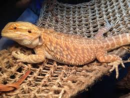 Heres How To Care For Your Beloved Bearded Dragon The