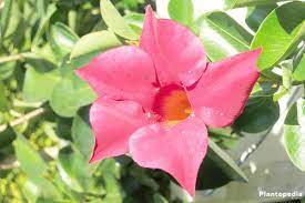 Dipladenia Bush Mandevilla Plant How To Care And Prune Plantopedia