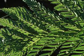 Image result for Todea