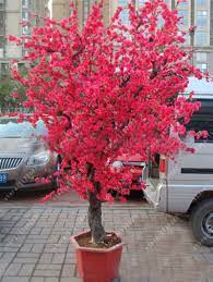 10 Pcs Red Japanese Cherry Blossoms Seeds Courtyard Garden Bonsai Tree Seeds Small Sakura Tree Flower Seeds Japanese Garden Plants Tree Seeds Garden Plant Pots