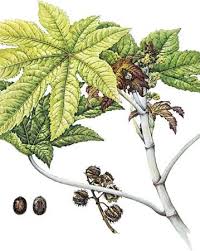 Image result for Ricinus communis