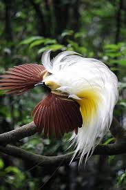 Lesser Bird Of Paradise Images Lesser Bird Of Paradise Greater Bird Of Paradise Colorful Birds Beautiful Birds