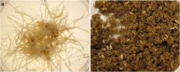 A japanese cosmetic company, shiseido, has developed arbutin as an additive for the company's product lines because of its crude preparations of anthocyanins are used extensively in the food industry and it has been claimed that plant cell cultures cannot presently be used for the production of these metabolites, given the high. Plant Cell Culture Technology In The Cosmetics And Food Industries Current State And Future Trends Springerlink