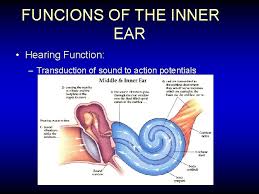 The parts involved in the process: Anatomy Of The Ear External Ear Auricle External