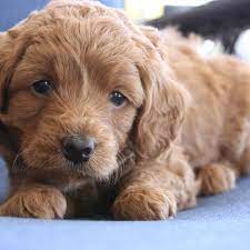 Teacup Goldendoodles Precious Doodle Dogs Teacup Goldendoodles Labradoodle Puppies Teacup Doodle Dogs Teacup Cavapoo Puppies Cavapoo Puppies Micro Goldendoodle Puppy Teacup Goldendoodle Goldendoodle