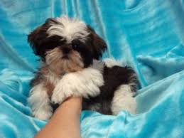 Kennel hounds, dogs and all kinds of cats Shih Tzu Puppies In Kansas