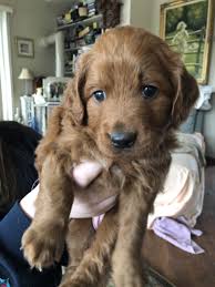Find your new family member today, and discover the puppyspot difference. Goldendoodle Puppies For Sale Wayne Nj 320659