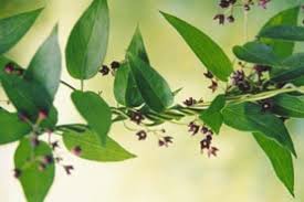 Image result for Vincetoxicum