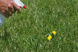 Boiling water can help to get rid of johnson grass. Recipe For Vinegar Weed Killer Lovetoknow